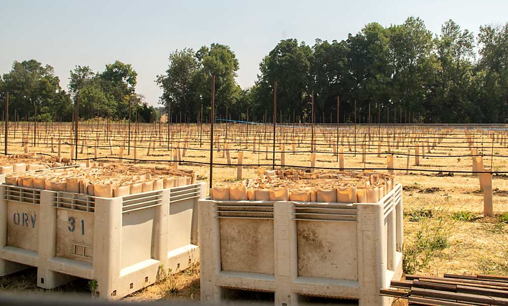 In this new research vineyard, planted at the Southern Oregon Research and Extension Center near Medford in 2019, OSU viticulturist Alexander Levin will conduct research on Pinot Noir and Cabernet Sauvignon on 10 different rootstocks and four different irrigation regimes. (Jonelle Mejica/Good Fruit Grower)