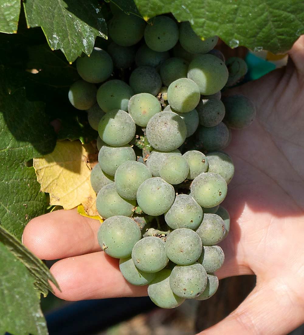 Seen here in July, powdery mildew is prevalent in this pest and disease research vineyard at the Southern Oregon Extension and Research Center near Medford. Plant pathologist Achala KC is experimenting with several different fungicide regimes to try to control powdery mildew. (Jonelle Mejica/Good Fruit Grower)