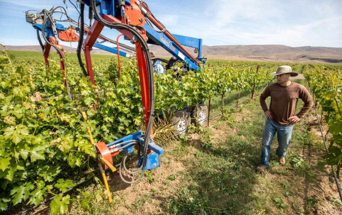 Hoff evaluates the performance of a double-row shoot and sucker thinning machine, which requires a tractor driver and two operators, in a Cabernet Sauvignon block at Mercer Estates near Roosevelt, Washington, on Wednesday, May 30, 2018. This machine allows operators to focus on thinning without also having to drive and cuts tractor passes in half, but increases the workers needed per row. (TJ Mullinax/Good Fruit Grower)