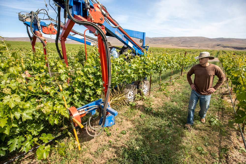 Hoff evaluates the performance of a double-row shoot and sucker thinning machine, which requires a tractor driver and two operators, in a Cabernet Sauvignon block at Mercer Estates near Roosevelt, Washington, on Wednesday, May 30, 2018. This machine allows operators to focus on thinning without also having to drive and cuts tractor passes in half, but increases the workers needed per row. (TJ Mullinax/Good Fruit Grower)