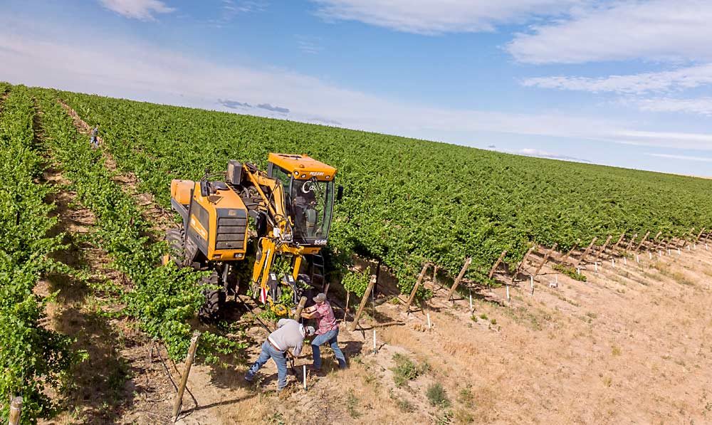 Mechanization continues to be a focus for viticulture and enology research, such as this mechanized wire-lifter trial run by a Mercer Estates crew near Alderdale, Washington, in 2018, but there’s also exciting progress with new technology for everything from irrigation to crop load assessment. (TJ Mullinax/Good Fruit Grower)