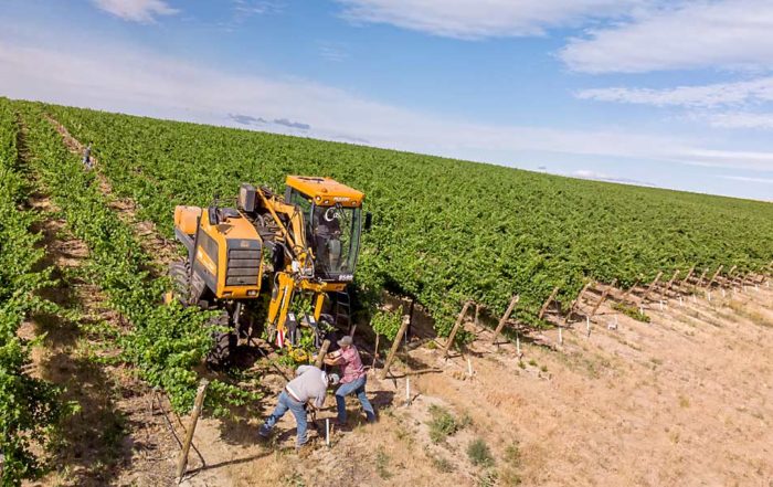 Mechanization continues to be a focus for viticulture and enology research, such as this mechanized wire-lifter trial run by a Mercer Estates crew near Alderdale, Washington, in 2018, but there’s also exciting progress with new technology for everything from irrigation to crop load assessment. (TJ Mullinax/Good Fruit Grower)