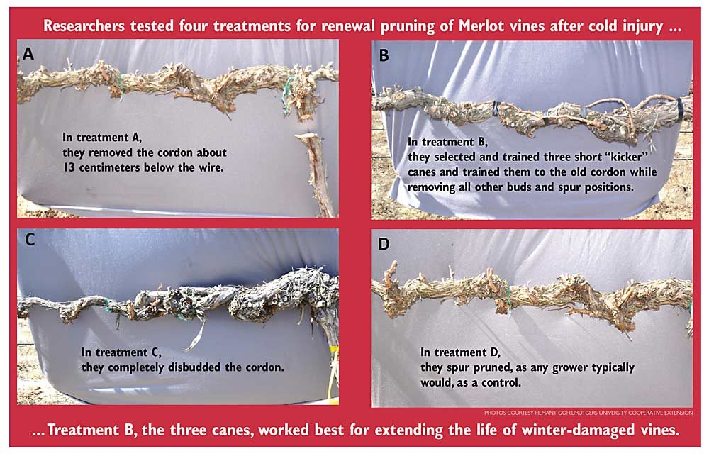 Merlot renewal pruning study. Photos courtesy Hemant Gohil/Rutgers University Cooperative Extension. Illustration: Jared Johnson/Good Fruit Grower