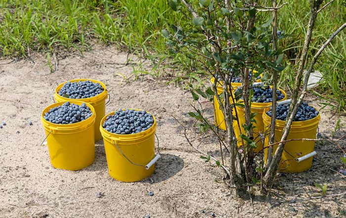 Buckets of freshly picked blueberries at Schultz’s farm in Southwest Michigan. Most of his farm’s soil is sandy loam, ideal for blueberry production, with spots of clay. (Matt Milkovich/Good Fruit Grower)