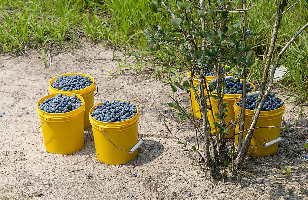 Buckets of freshly picked blueberries at Schultz’s farm in Southwest Michigan. Most of his farm’s soil is sandy loam, ideal for blueberry production, with spots of clay. (Matt Milkovich/Good Fruit Grower)