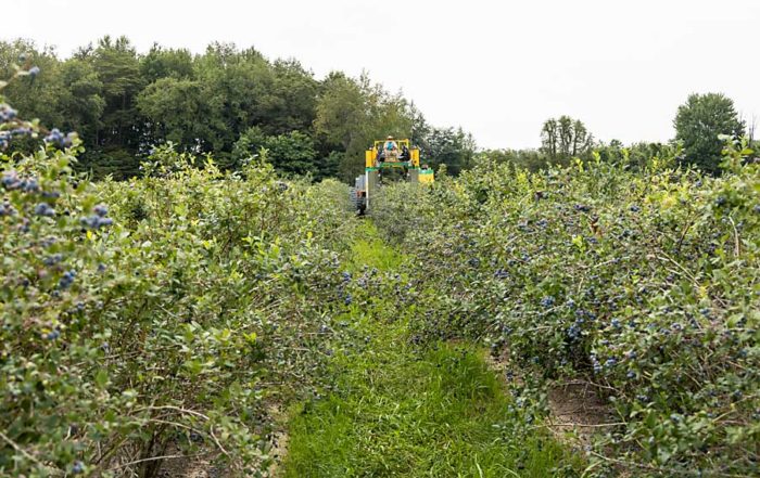 John Smith’s Oxbo 8040 harvester picks fresh blueberries at Rex Schultz’s farm near Grand Junction, Michigan, in July. Like other Michigan blueberry growers, Schultz relies more on machine harvest to make up for shortages in hand labor. (Matt Milkovich/Good Fruit Grower)