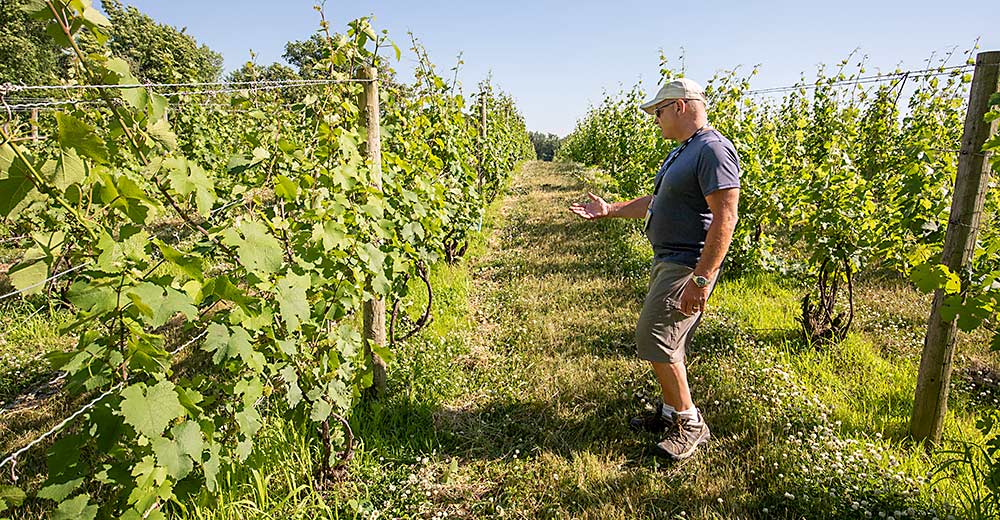 Dave Miller walks through one of his vineyard blocks in Lawton, Michigan, in June. His most consistent problems in the region, about 35 miles inland from Lake Michigan, have been winter kill and crown gall. (TJ Mullinax/Good Fruit Grower)