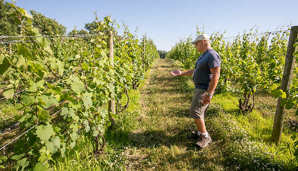 Dave Miller walks through one of his vineyard blocks in Lawton, Michigan, in June. His most consistent problems in the region, about 35 miles inland from Lake Michigan, have been winter kill and crown gall. (TJ Mullinax/Good Fruit Grower)