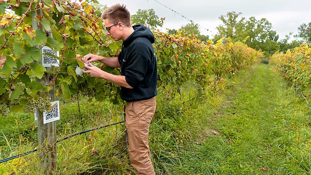 Hunter Adams, a lecturer at Cornell University, deploys microsatellites at the Cornell teaching vineyard in Lansing, New York, in September. Adams is using the devices, which he calls Monarchs, to gather data on temperature and other climatic factors within the vineyard. (Courtesy John Munson/Cornell University)