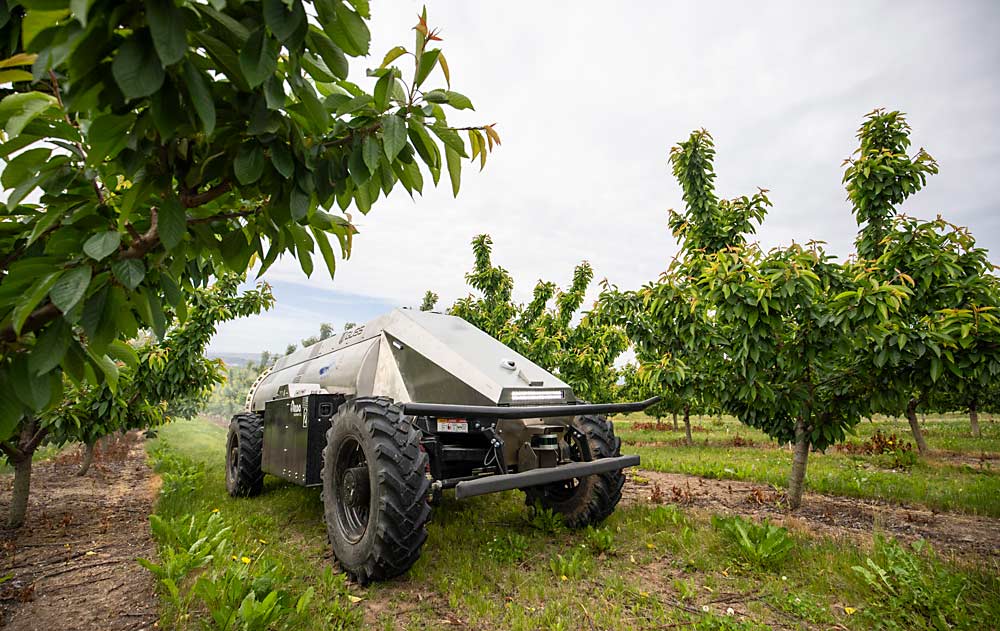 An automated Mini GUSS sprayer drives during a demonstration in June in a Monson Fruit Co. cherry block near Naches, Washington. With the launch of the Mini GUSS, the California-built automated sprayer has made commercial inroads in the Northwest tree fruit industries. Monson purchased four. (TJ Mullinax/Good Fruit Grower)