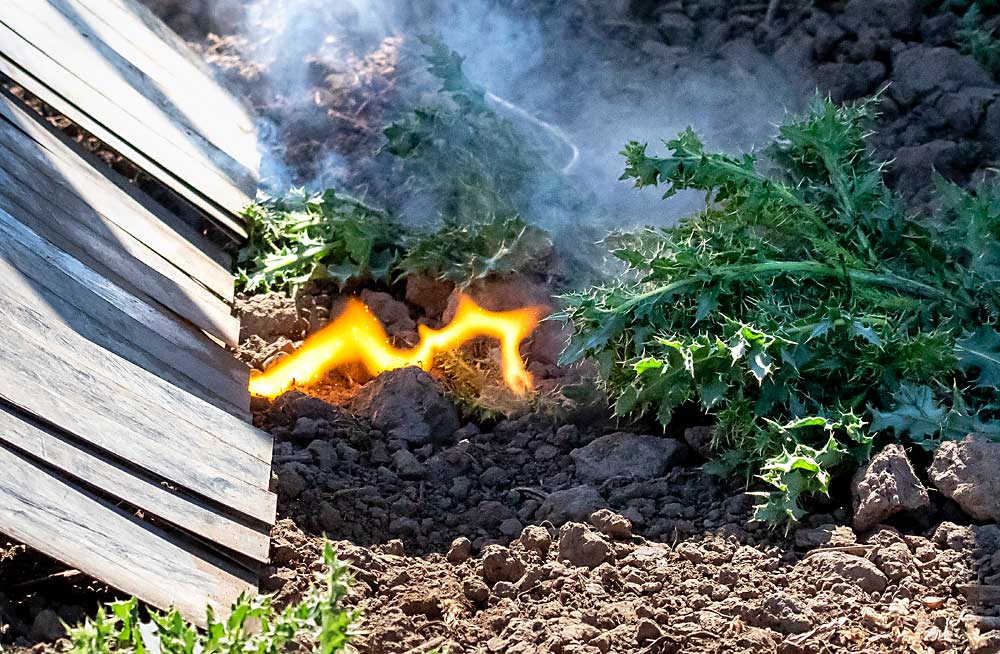 High-voltage electric current strikes a weed during a demonstration at Oregon State University’s research farm in Corvallis last summer. The university has a new grant to test the technology in organic blueberries. (TJ Mullinax/Good Fruit Grower)