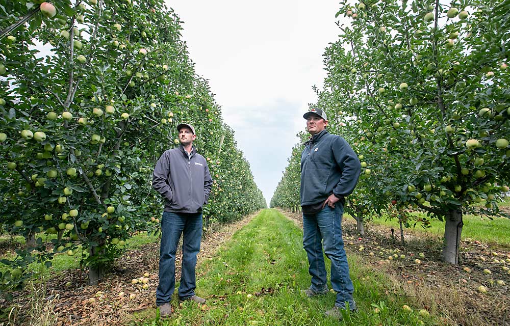 Brothers Corbin, left, and Gerad Moser of Oroville describe how they grafted a freestanding Gala block over to steep V-trellis Ambrosias. (TJ Mullinax/Good Fruit Grower)