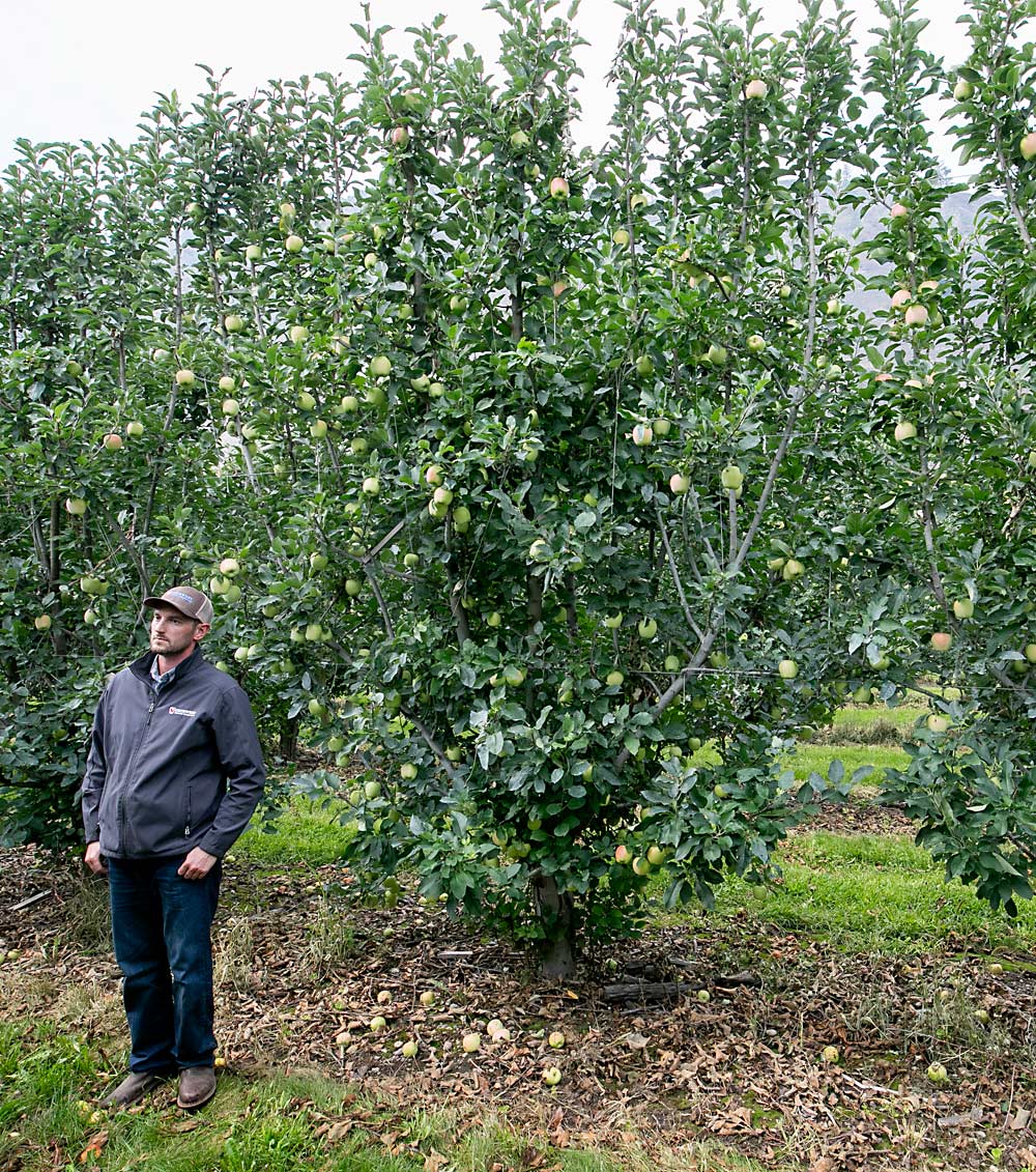 The Moser brothers coaxed between eight and 10 leaders from the old Gala trunks to fill both sides of the 10-foot tree spacing with a fruiting wall canopy. (TJ Mullinax/Good Fruit Grower)