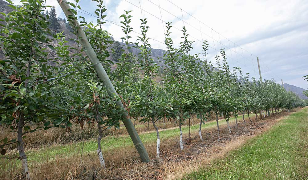 The Mosers embrace grafting to pivot with the market and stay within their budget. Before this block began producing the Smittens it was planted with, the brothers grafted the trees over to WA 38. (TJ Mullinax/Good Fruit Grower)