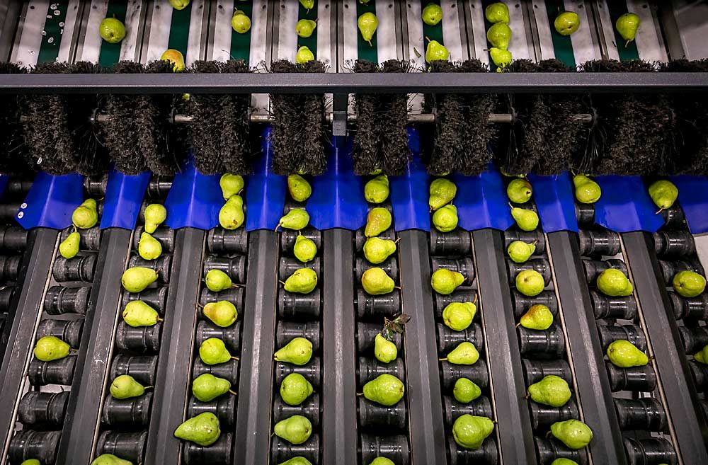 Pears roll over the new line at Mount Adams Fruit, which rebuilt its packing facility in Bingen, Washington, with the latest technology after a 2017 fire destroyed the previous facility. The pear-specific equipment lines up fruit horizontally to roll it evenly for optical sorters. (TJ Mullinax/Good Fruit Grower)