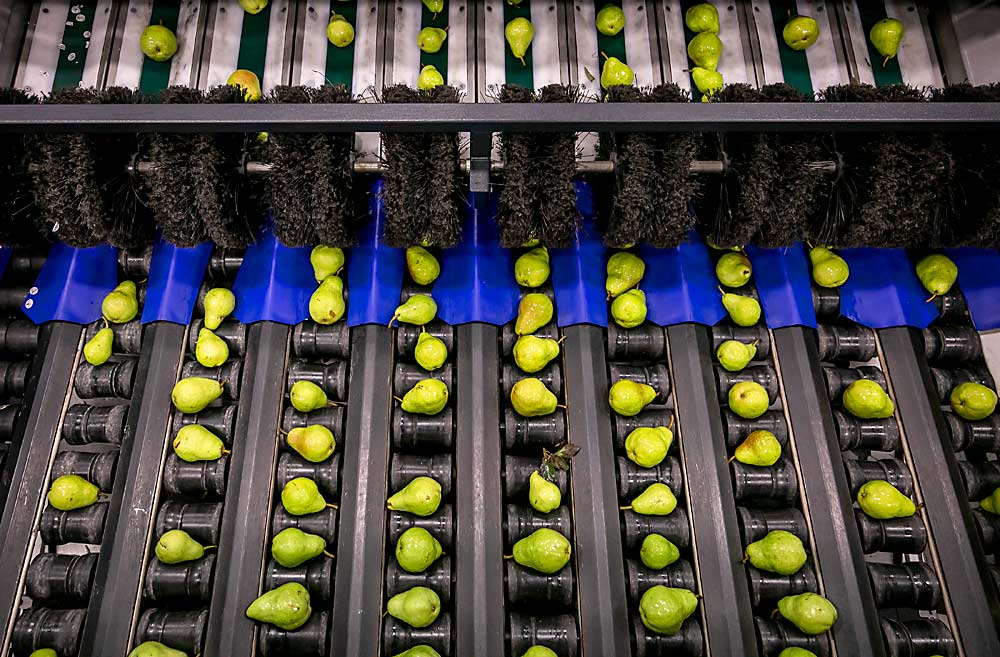 Pears roll over the new line at Mount Adams Fruit, which rebuilt its packing facility in Bingen, Washington, with the latest technology after a 2017 fire destroyed the previous facility. The pear-specific equipment lines up fruit horizontally to roll it evenly for optical sorters. (TJ Mullinax/Good Fruit Grower)