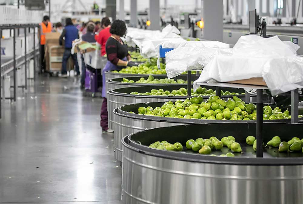 No packing line is completely automated. With the upgrades, Mount Adams did not lay off employees but boosted its capacity and moved them to the final station, putting pears into boxes or bags. (TJ Mullinax/Good Fruit Grower)