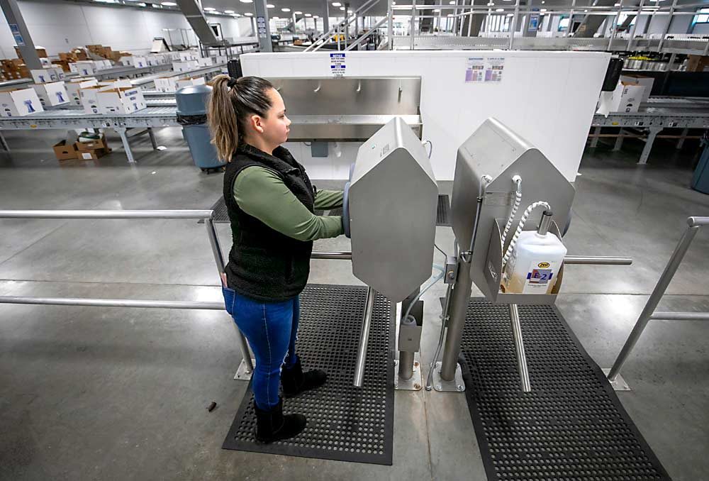 Employee Adriana Zamudio soaps up at a touchless handwashing station connected to a turnstile, before entering the packing line. The soap station squirts soap, unlocks the turnstile and lets the employees through to rinse in the sink. (TJ Mullinax/Good Fruit Grower)