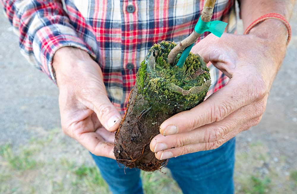 Michigan State University horticulture professor Todd Einhorn holds a nursery tree grown in a paper membrane “pot” at the MSU Clarksville Research Center in June. The young trees will be tested with different rates of mycorrhizal inoculum to determine if the fungi can advance tree growth in the nursery and after transplanting. (TJ Mullinax/Good Fruit Grower)