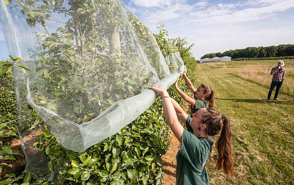 Michigan State University graduate students Anna Evanson, left, and Reilly Ford roll up nets in a Honeycrisp block at MSU’s Clarksville Research Center in June. Trials show that using nets to block pollinators can effectively manage crop load without the use of chemical thinners. (TJ Mullinax/Good Fruit Grower)