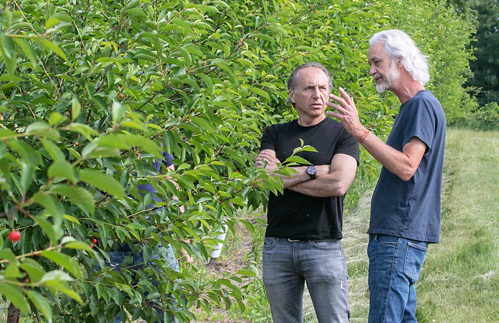 MSU professors Bruno Basso, left, and Todd Einhorn discuss a tart cherry block. They are participants in a U.S. Department of Agriculture-funded tart cherry project seeking to optimize management practices in existing orchards. (TJ Mullinax/Good Fruit Grower)