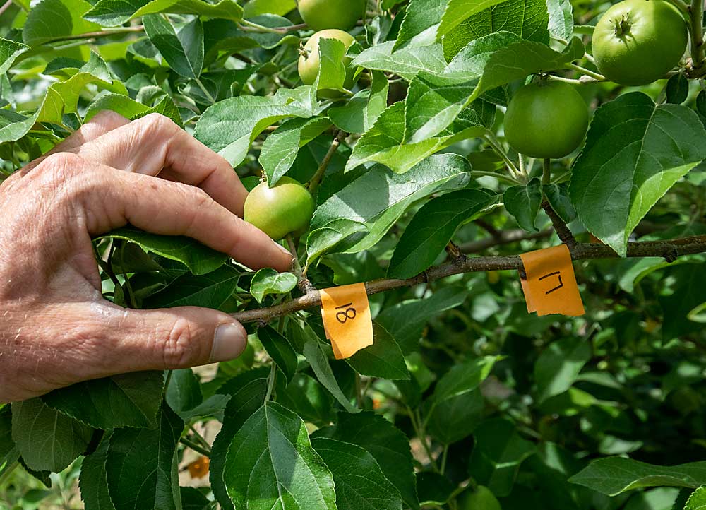 Michigan State University’s Todd Einhorn points to the stem of a fruitlet in a Honeycrisp tree at MSU’s Clarksville Research Center. As part of a crop load management study, the tree was dormant-pruned to a bud load target, then all but two flowers were removed from each spur during bloom. At 10 mm, the weakest fruitlet was removed to avoid in-spur competition. The numbers on the orange tape reflect weekly spur growth. (TJ Mullinax/Good Fruit Grower)