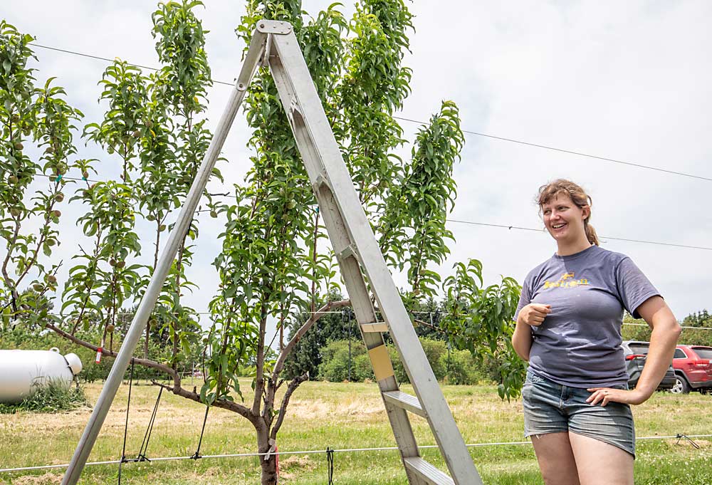Michigan State University graduate student Andrea Kohler works in a peach block at the MSU Clarksville Research Center in June 2022. The tree beside her is trained to a UFO style as part of an experiment to see if the upright architecture of some cultivars provides more productivity in planar systems. (TJ Mullinax/Good Fruit Grower)