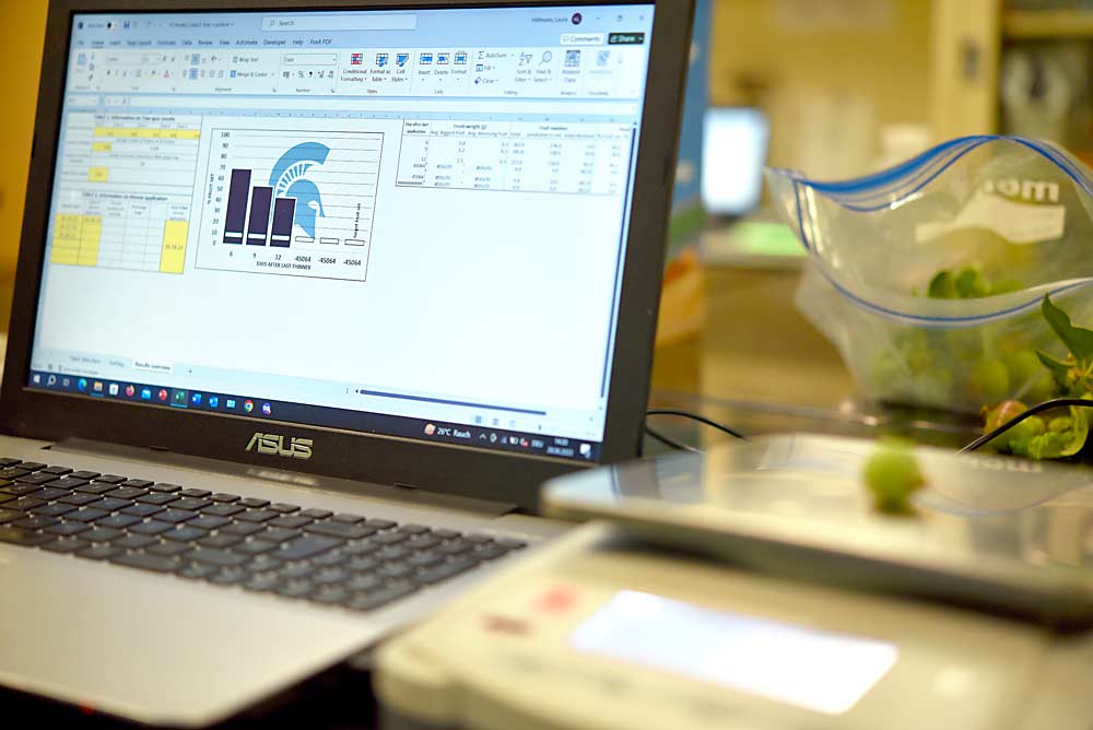 The Michigan State University fruit size distribution model works by weighing fruits on a scale connected to a laptop, which automatically exports the data to an Excel file with macroembeds.  The file uses the data to predict which fruits will abstain by comparing their size to the largest or fastest growing fruit within the sample date.  (Courtesy of Laura Hillmann/Michigan State University)