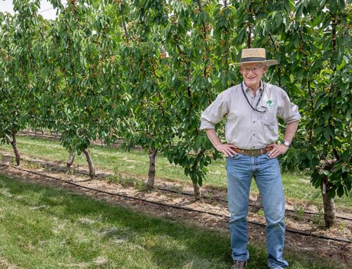 Shaping the future of cherry production — Video