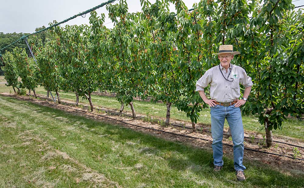 Michigan State University tree fruit physiologist Greg Lang displays a cherry-growing systems trial at MSU’s Clarksville Research Center in June 2022. The Skeena sweet cherries on Gisela 6 were planted in 2016. The trees he’s standing in front of are a double row of V-UFO — a combination of the V and Upright Fruiting Offshoots systems designed to create a high number of upright fruiting offshoots per acre. (TJ Mullinax/Good Fruit Grower)