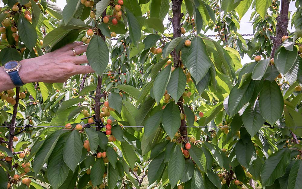 Lang shows the 20-centimeter (about 8-inch) spacing of upright laterals in this V-UFO trellis systems trial at MSU’s Clarksville Research Center. Each tree in this particular double row of Skeena on Gisela 6 has either six, nine or 12 vertical uprights with the same linear fruiting area, Lang said. One of the goals of this trial is to find a balance between diffusing vigor and maximizing productive potential. (TJ Mullinax/Good Fruit Grower)