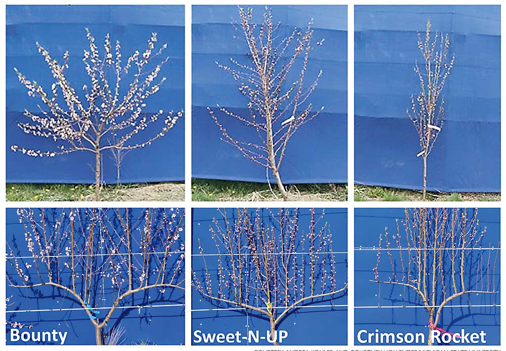 The natural growth habits of three different peach cultivars, shown above, result in different levels of difficulty when training into a UFO system, as shown below. (Courtesy Andrea Kohler and Courtney Hollender/Michigan State University)