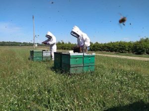 Meghan Milbrath, left, an assistant professor in the Michigan State University Department of Entomology, will help lead a new project that aims to improve blueberry pollination. (Courtesy Michigan State University)