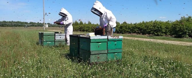 Meghan Milbrath, left, an assistant professor in the Michigan State University Department of Entomology, will help lead a new project that aims to improve blueberry pollination. (Courtesy Michigan State University)