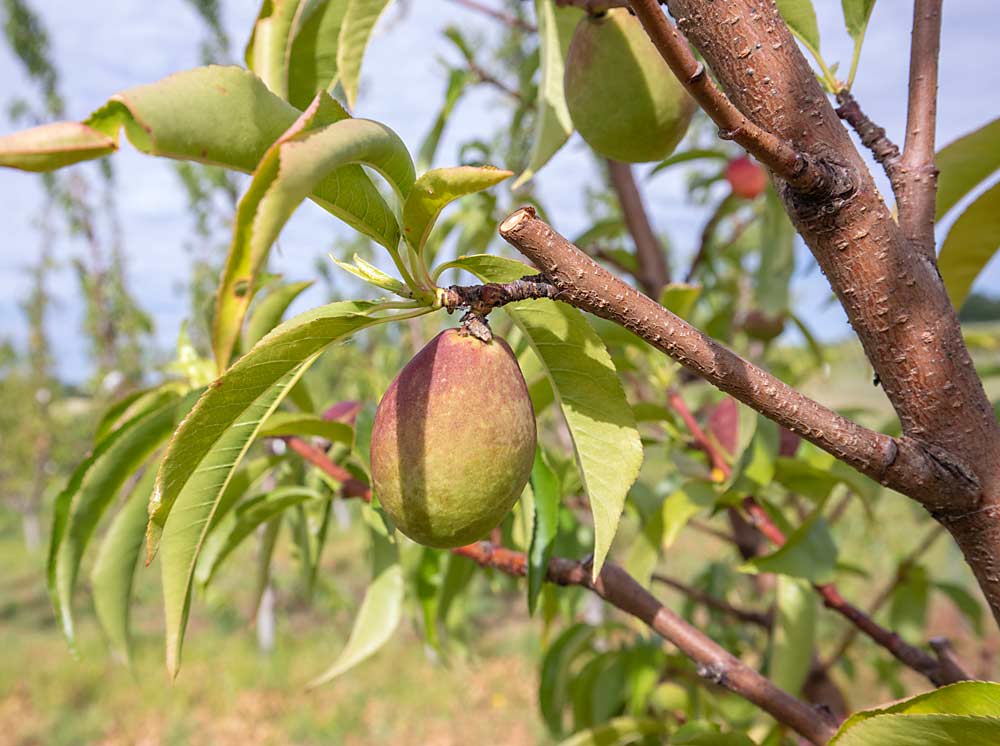 A peach tree at MSU’s Southwest Michigan Research and Extension Center in June 2022. Researchers have discovered that leaving a single fruit per shoot leads to optimum fruit size and quality and simplifies labor decisions in planar systems. (TJ Mullinax/Good Fruit Grower)