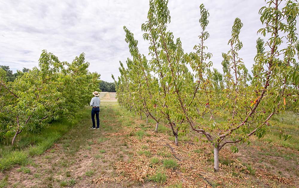 Michigan State University tree fruit physiologist Greg Lang walks through stone fruit trial rows at MSU’s Southwest Michigan Research and Extension Center in June 2022. The trees on the right are Fantasia nectarines on multileader systems. The smaller trees on the left are Cresthaven peaches on Controller 7 and Guardian rootstocks. (TJ Mullinax/Good Fruit Grower)