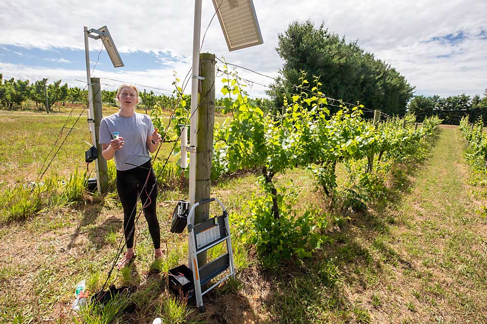 MSU graduate student Lexi Heger explains how the spore traps work at the research center vineyard last June. The solar panels above the end posts power the traps’ batteries, allowing a single battery to last an entire season. (TJ Mullinax/Good Fruit Grower)