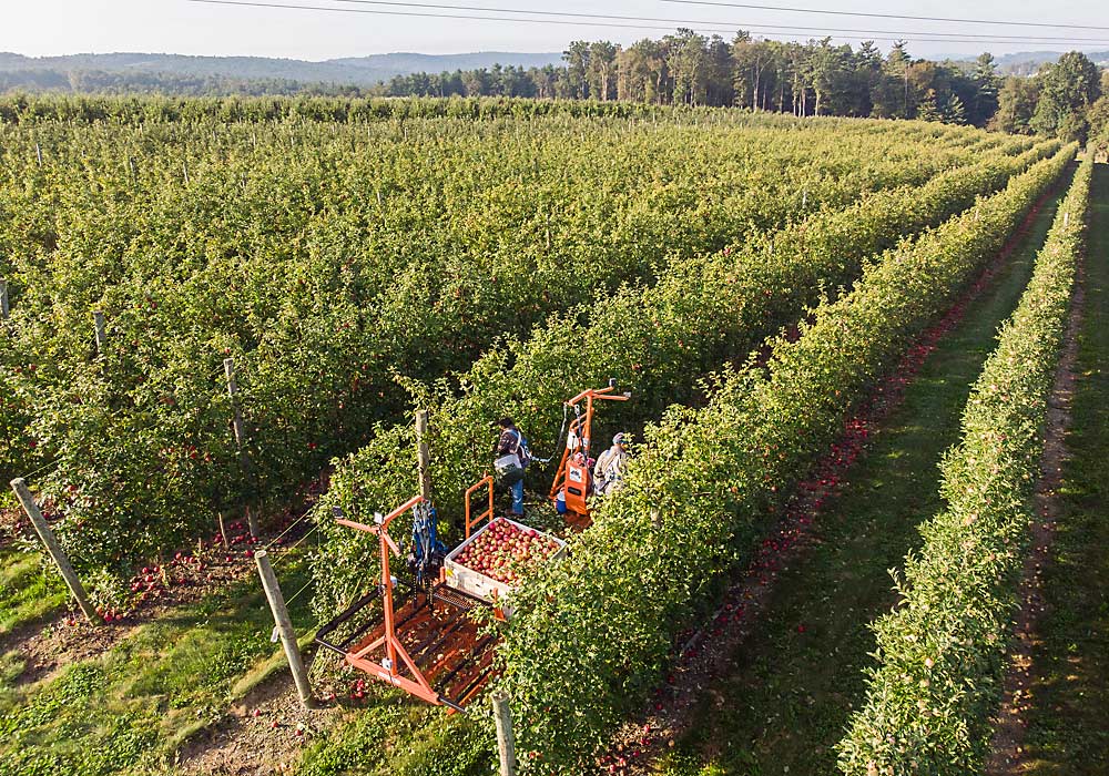 Honeycrisp harvest at Mt. Ridge Farms in Adams County, Pennsylvania, in September. New planar growing systems allow for mobile platforms and less labor-intensive ladder work. (TJ Mullinax/Good Fruit Grower)
