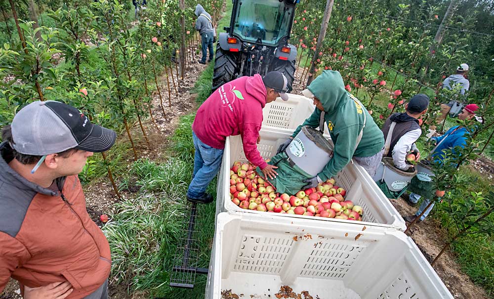 Blake Slaybaugh, left, supervises Ambrosia harvest in September at his family’s farm. In 2019, they planted 24 acres of Ambrosia on B.9 at 11- by 2-foot spacing. Last year’s harvest was about 200 bushels per acre. Blake hopes a full crop will be up to 1,200 bushels per acre. (TJ Mullinax/Good Fruit Grower)