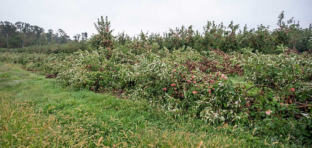 A fallen block of top-worked Cameo trees at Mt. Ridge Farms in Adams County. The growers were grafting the Cameo over to Honeycrisp when saturated soils caused the top-heavy trees to topple. (TJ Mullinax/Good Fruit Grower)