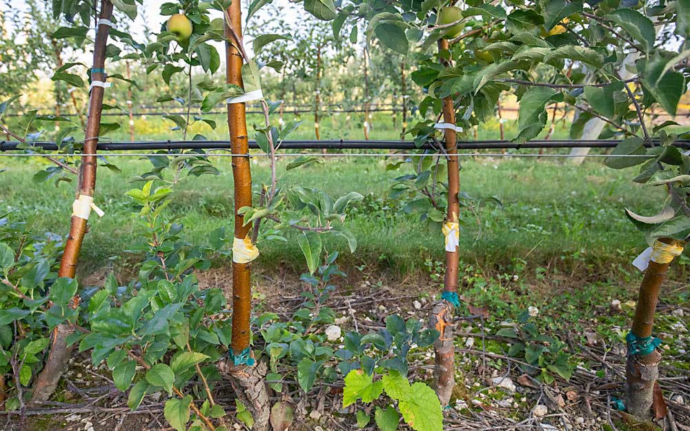 The original Plumac (marketed as Koru) trees on G.935 were replaced with Gala. Grafting new varieties onto old plantings can be a faster way to adjust to changing tastes in the marketplace, compared to ripping out and replanting old blocks. (TJ Mullinax/Good Fruit Grower)