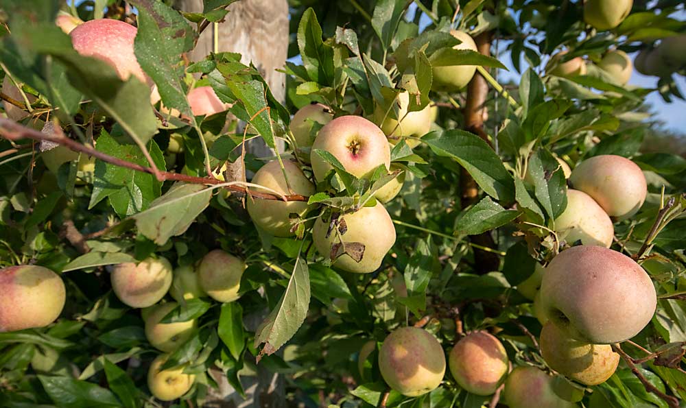 The pneumatic defoliator shredded leaves in these Regal 10-45 trees, which produce the apple marketed as WildTwist, exposing them to sunlight for better coloring. The Slaybaughs’ mechanization regime also includes a mechanical hedger and precision planter. (TJ Mullinax/Good Fruit Grower)