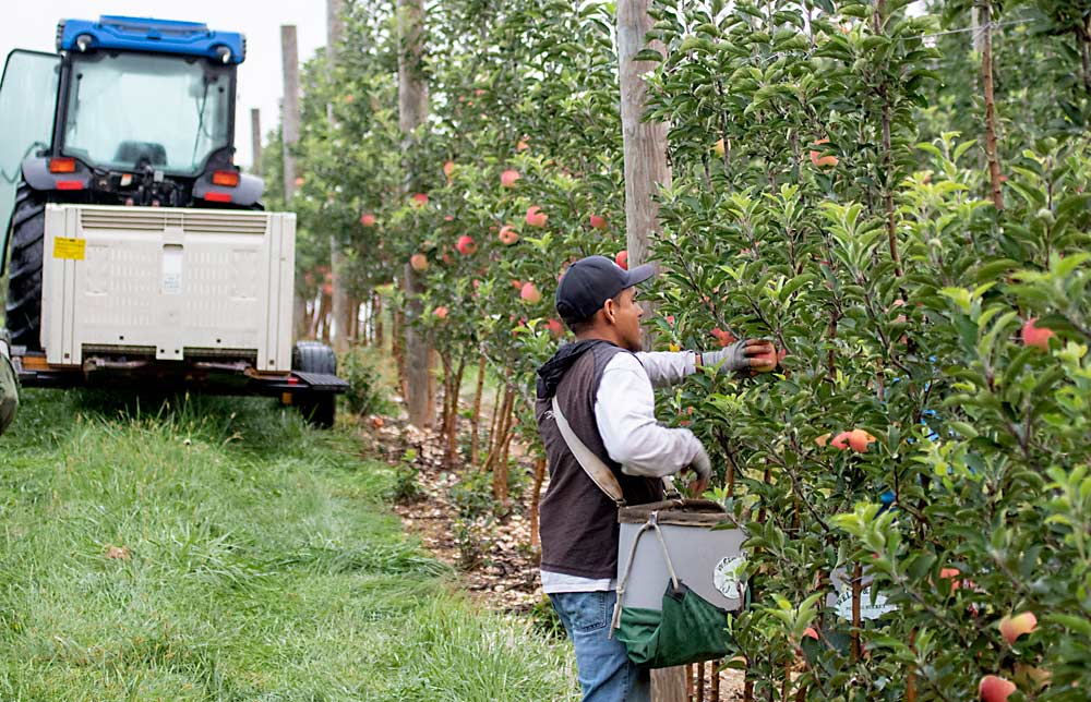 Ambrosia harvest at Mt. Ridge Farms last fall. When the trees reach full maturity, grower Blake Slaybaugh hopes for a full crop of up to 1,200 bushels per acre. (TJ Mullinax/Good Fruit Grower)
