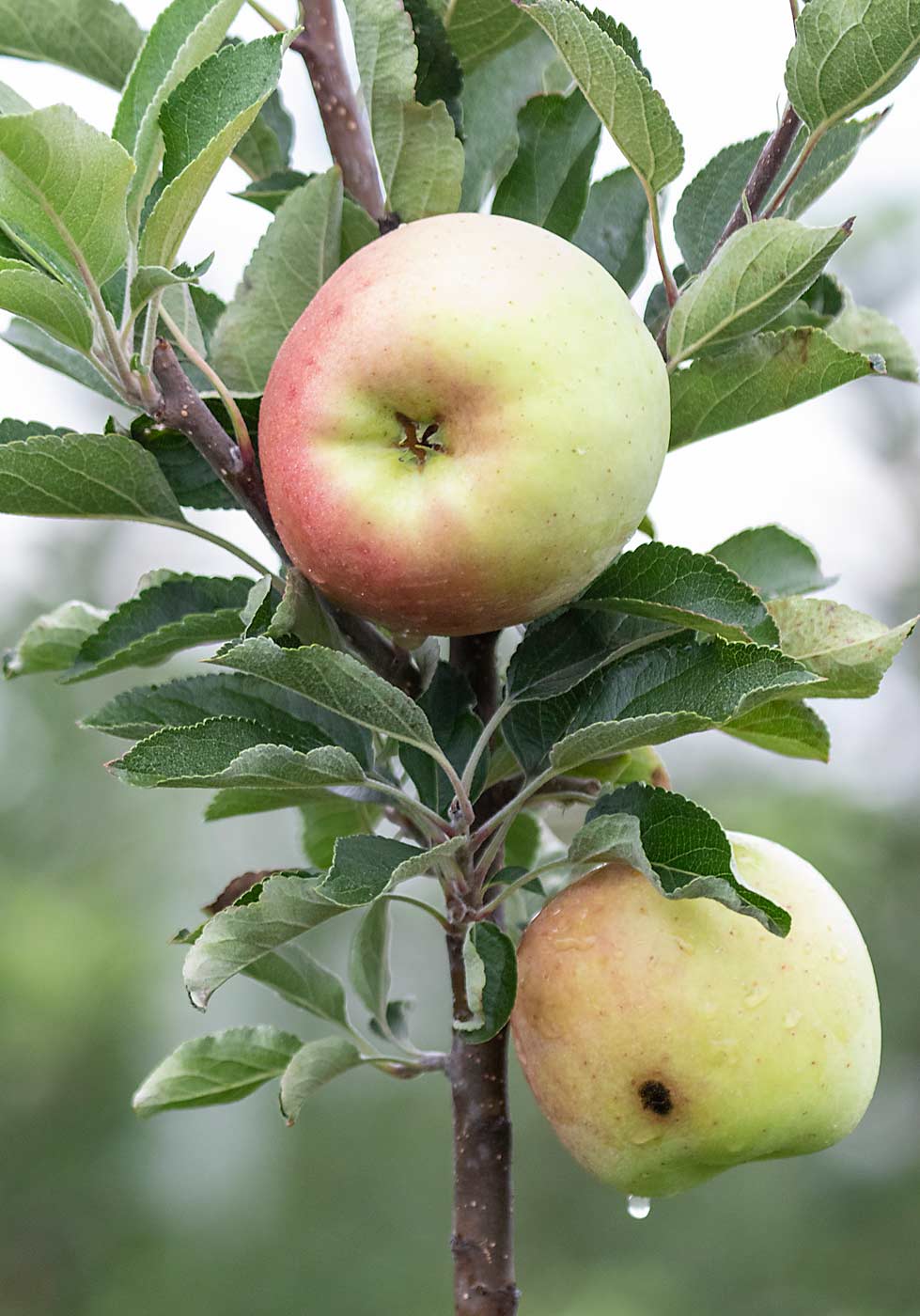 Blake Slaybaugh tries to keep the trees trained to reduce limb rub on the fruit and, like other varieties at his family farm in Biglerville, has found Ambrosia gets hit with apple scab. (TJ Mullinax/Good Fruit Grower)