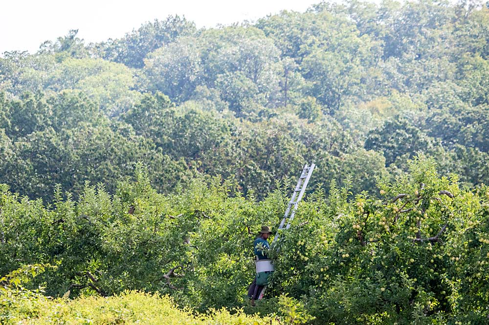 The Slaybaughs still use ladders to harvest older blocks, such as this block of Golden Delicious being picked last fall. (TJ Mullinax/Good Fruit Grower)