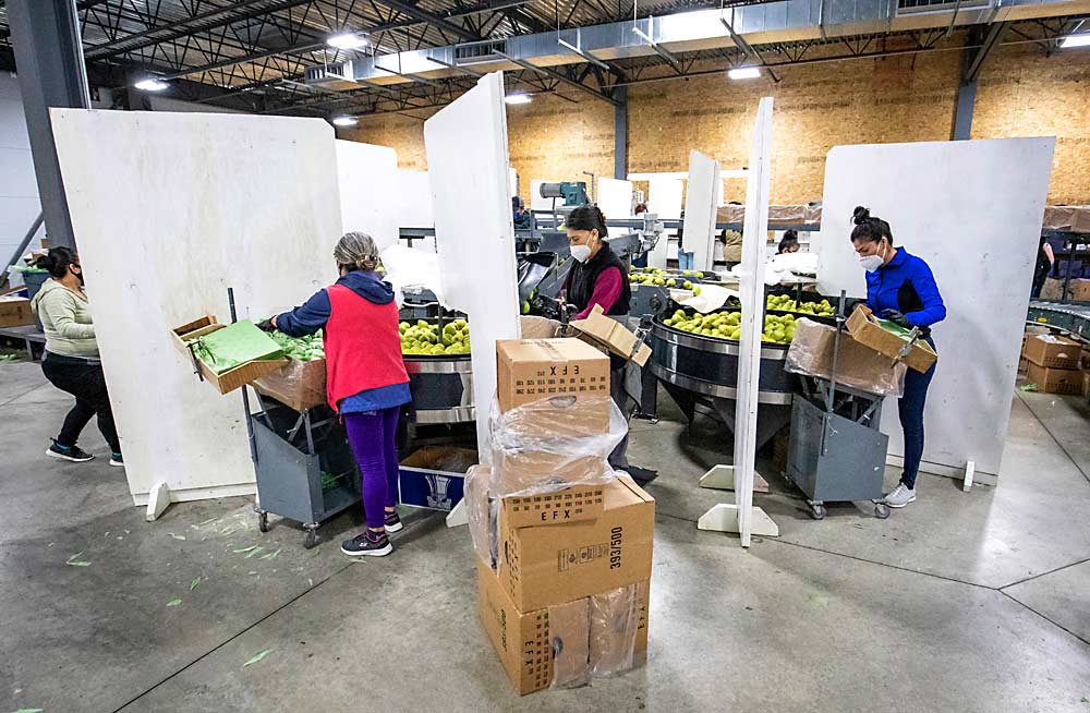 Wooden barriers, painted to make them easier to clean, separate workers at Mount Adams Fruit pear repacking facility in Bingen, Washington. (TJ Mullinax/Good Fruit Grower)