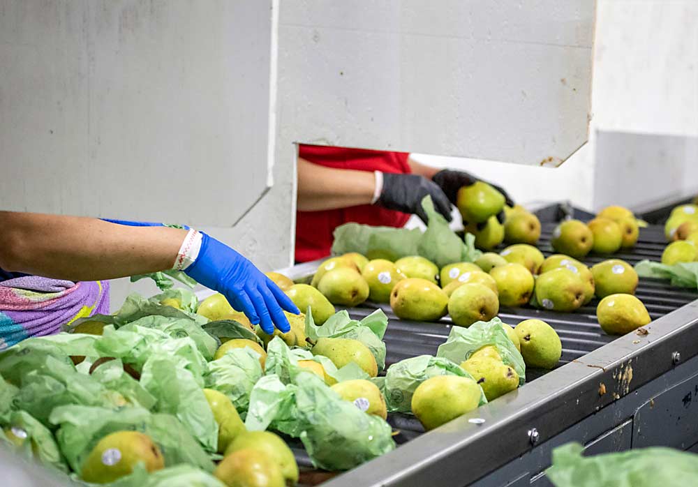 Notched wooden barriers separate workers and their hands on the pear repacking line at Mount Adams Fruit. (TJ Mullinax/Good Fruit Grower)