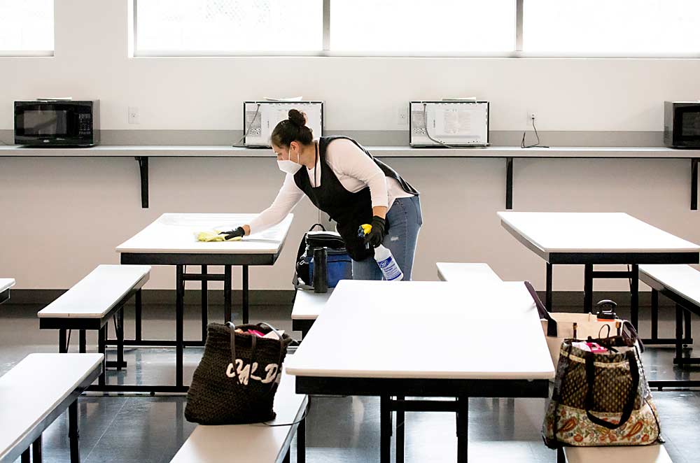 Irene Ruiz Lopez, part of a dedicated COVID-19 cleaning team at Mount Adams Fruit, disinfects a break room. In the background, some microwaves are turned backward to discourage employees from congregating around them. The company also erected tents for outdoor breaks, to allow more social distance. (TJ Mullinax/Good Fruit Grower)