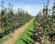 Michigan State University tree fruit educator Phil Schwallier is assessing high-density orchards at the Clarksville Research Center in Clarksville, Michigan, to evaluate super spindle, two-leader, three-leader and tall spindle systems on five apple varieties. 2018 marked the first time he allowed the 4-year-old trees to fruit. Shown here are two-leader Gala trees in first crop, fourth leaf in September 2018. (Courtesy Phil Schwallier/Michigan State University)