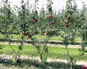 In this two-leader system, these fourth-leaf Honeycrisp trees were created by selecting two side shoots from above the bench graft, or winter graft, on each. They were grafted in the winter, then planted in place in the spring. (Courtesy Phil Schwallier/Michigan State University)